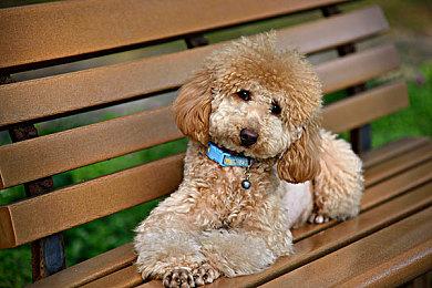 本周Fami通游戏评分出炉 《皮克敏4》获35分